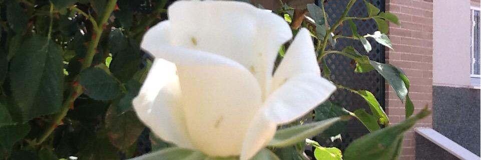 Manolo Farrier banner