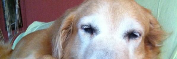sabridani's profile banner image