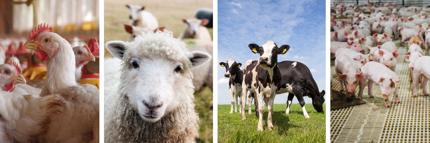 animalag's profile banner image