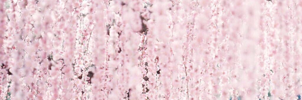 pinokkkiox's profile banner image