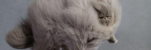 IdaFritzo's profile banner image