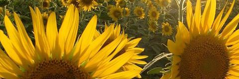 Albita994's profile banner image