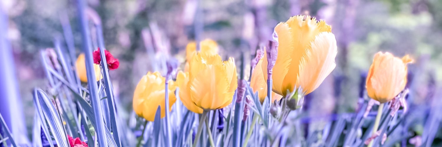 RachelCalter's profile banner image