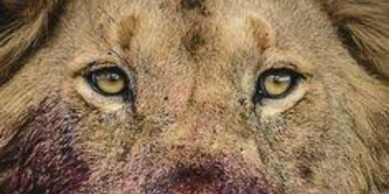 Duo_kid2's profile banner image