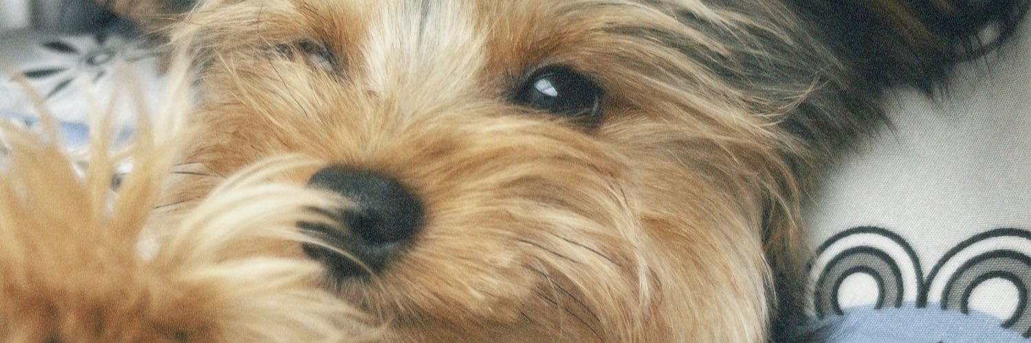 Jeesasteroh's profile banner image