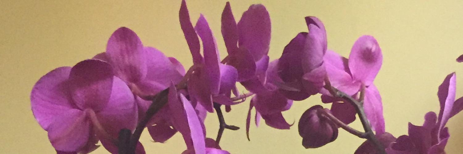 dincer_h's profile banner image