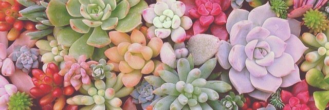 sarrorii's profile banner image