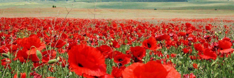 @Merijn 'Netanyahu is a mass murderer' Knibbe banner