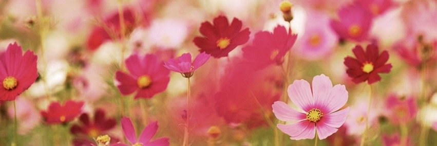 Allinnelima's profile banner image