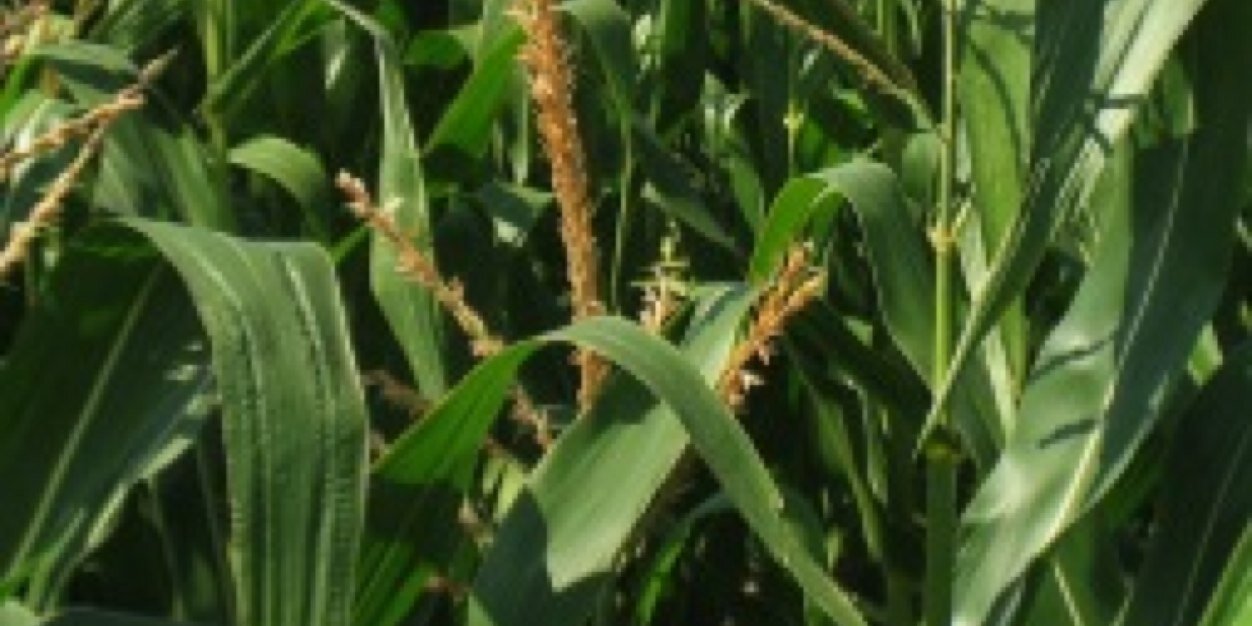 fieldcorn's profile banner image