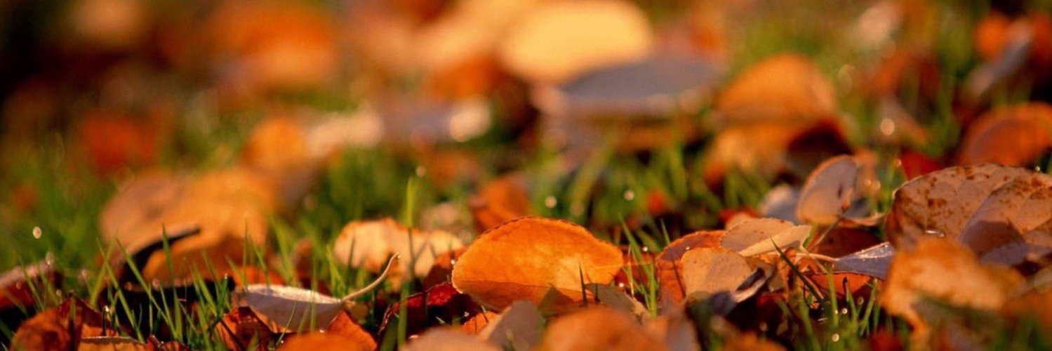 L__Adamson's profile banner image