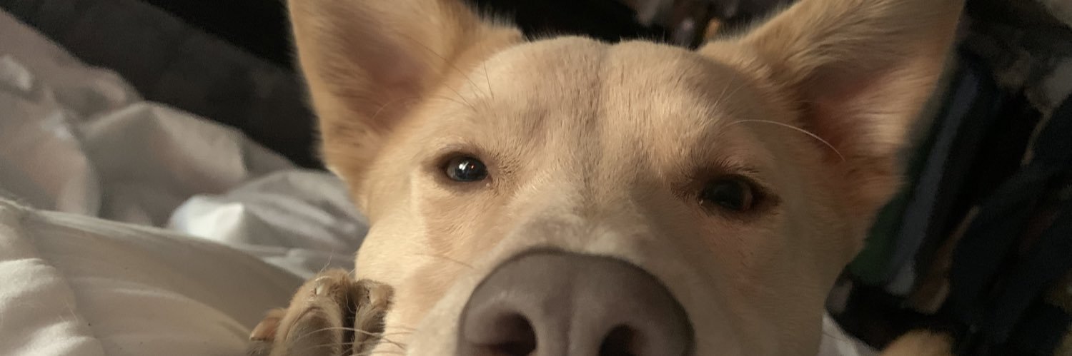 maddy_cormier's profile banner image