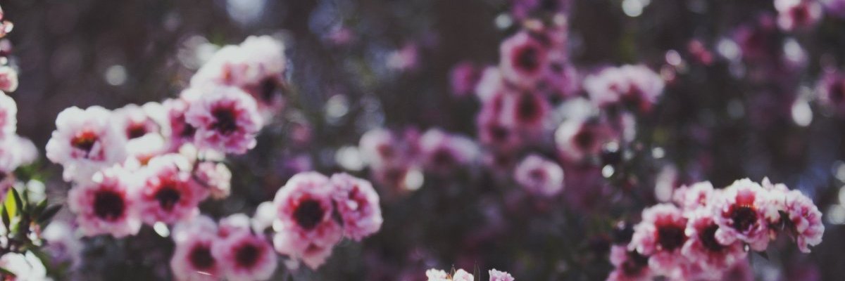 LLcharm's profile banner image