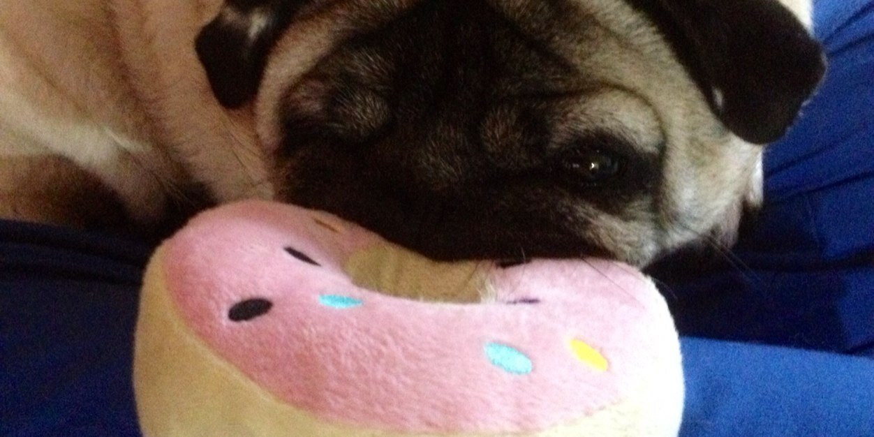 Poppy_puggy's profile banner image