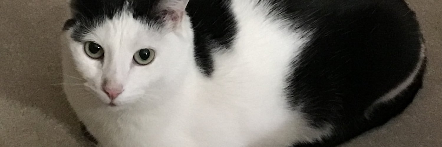 Pittsburghmia's profile banner image