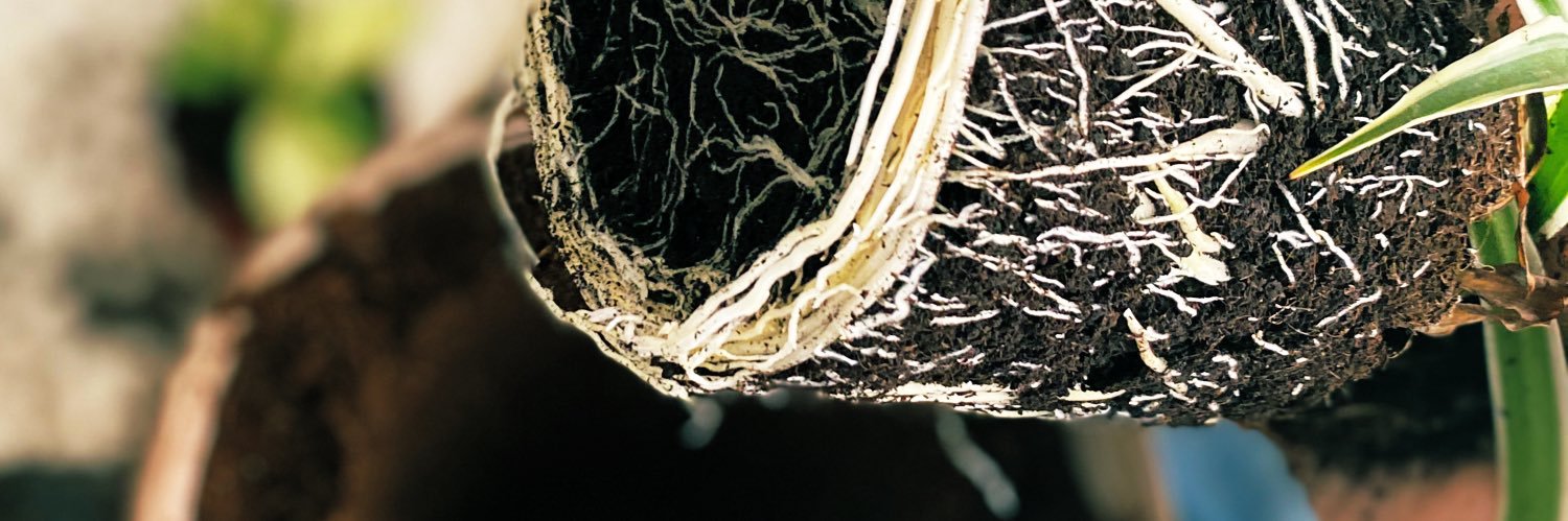 rozoosh's profile banner image