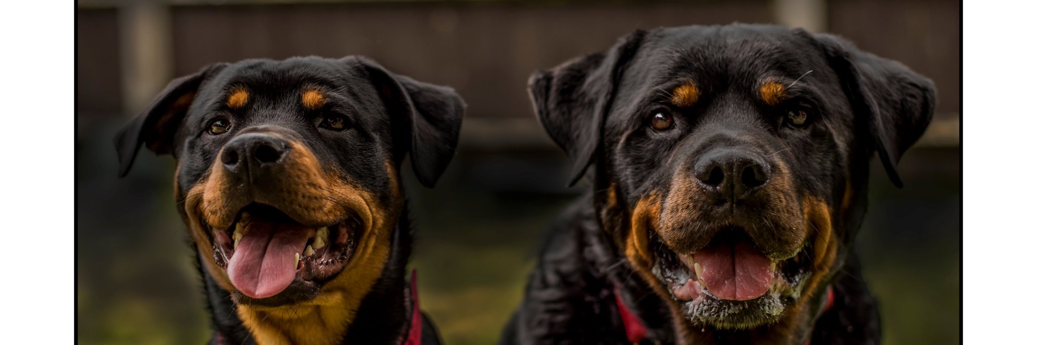 AdventuresofBru's profile banner image