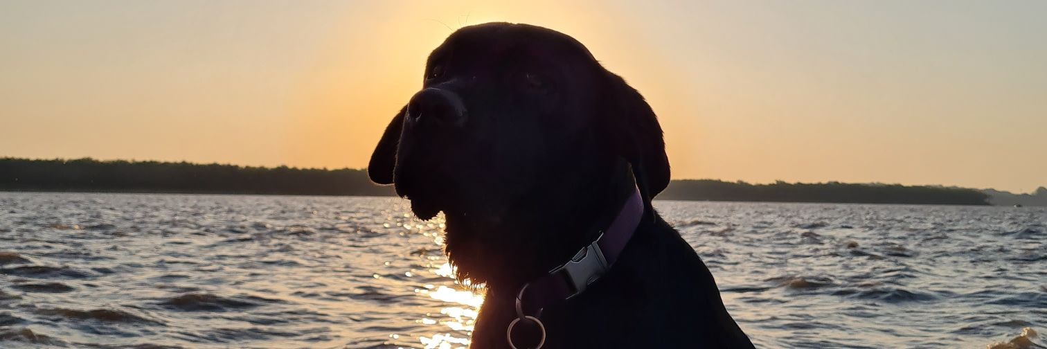 Juani Damonte banner