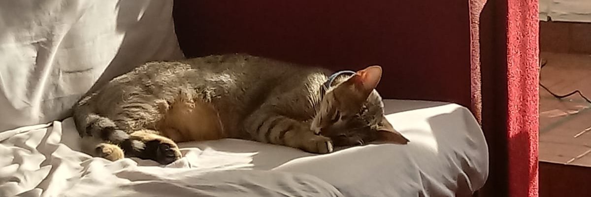 SomedayBeStrong's profile banner image