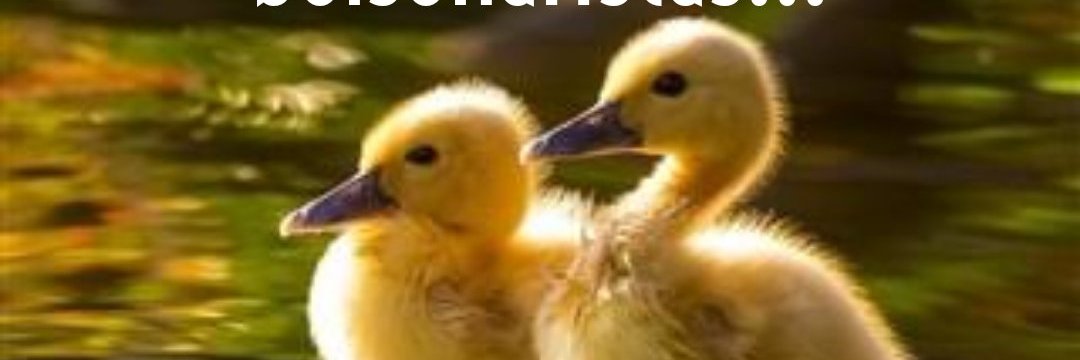 Ilvaneide2012's profile banner image