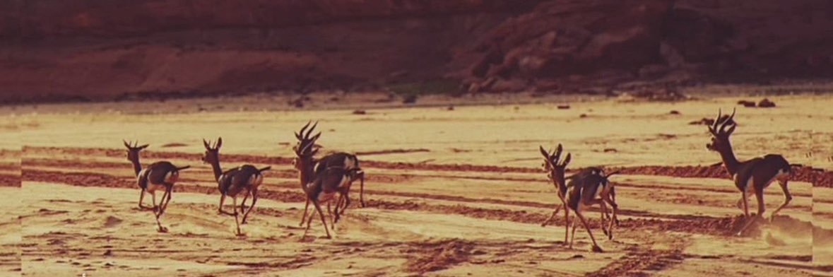 🦌 banner