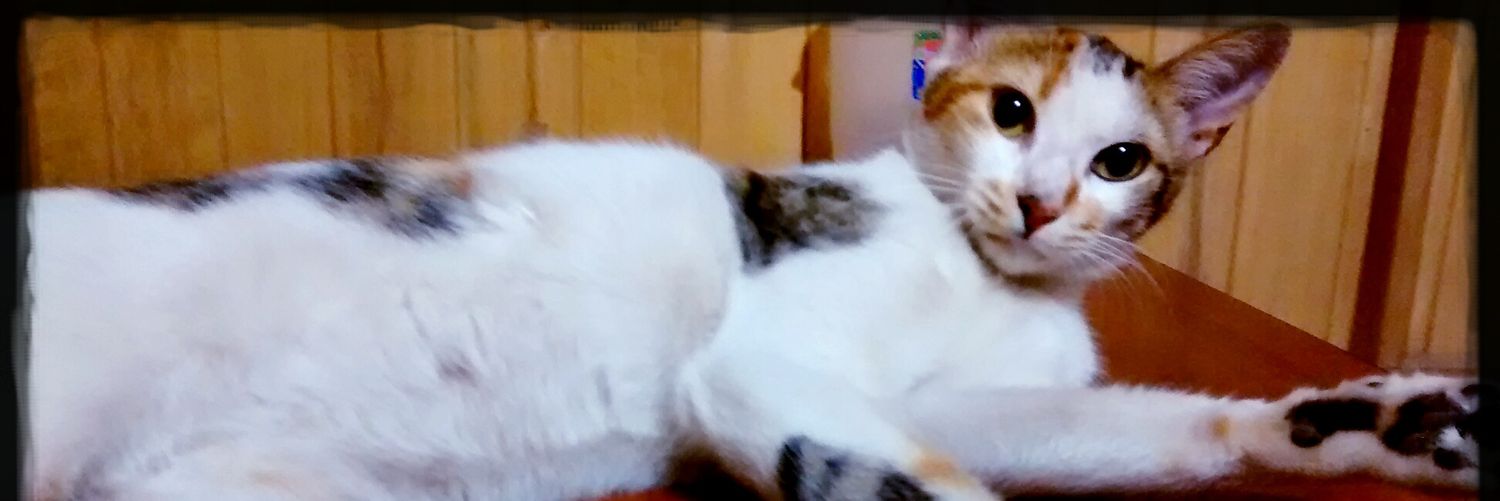 Clarisadyth's profile banner image