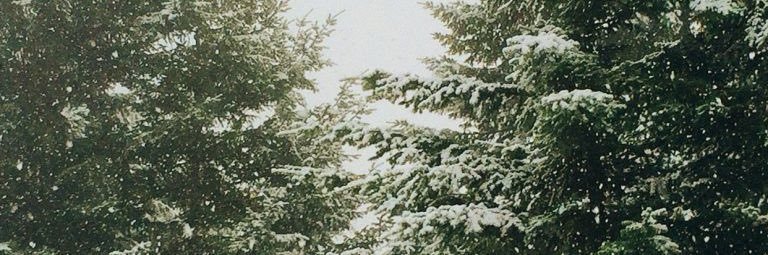 rosesse4's profile banner image