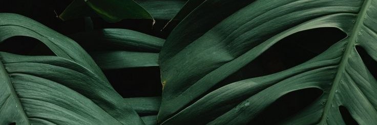 Nia_Msu's profile banner image