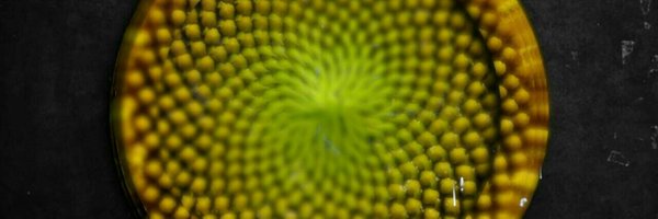 LastElise Profile Banner