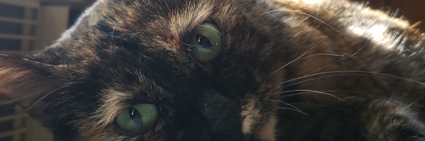 WScharfenberg's profile banner image