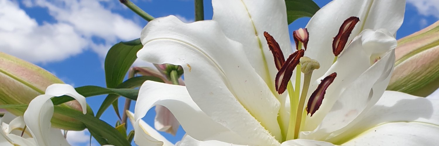 Raylene Hansen banner