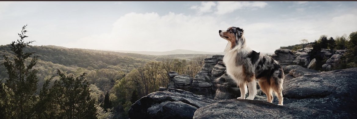 NickMiceli2's profile banner image