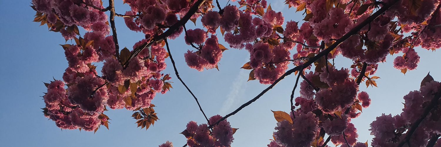 deniselaw_'s profile banner image