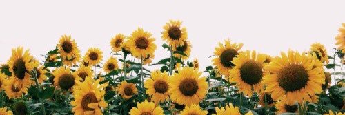 tellytummy's profile banner image