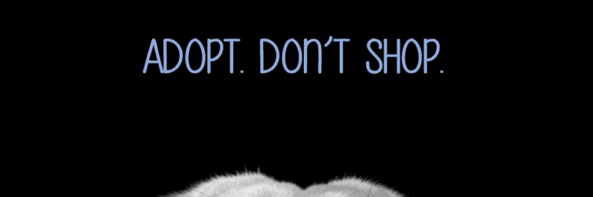 Brittany Di Franco banner