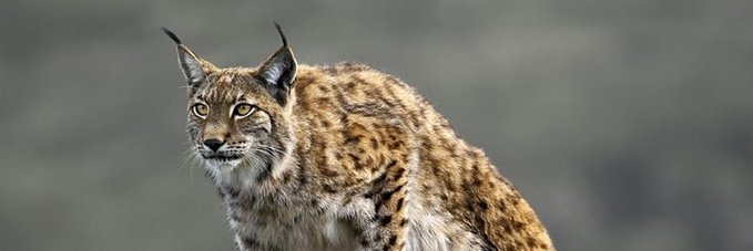 Urantogtokh's banner
