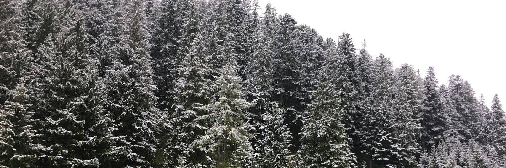 Jodok Batlogg banner