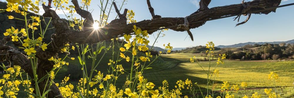 CountyofSonoma's profile banner image
