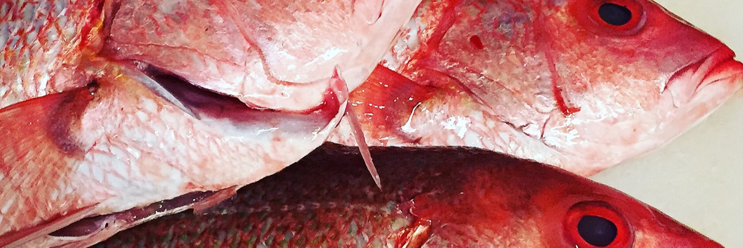 the hungry cat banner