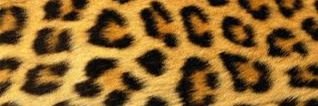 Kiarayray's profile banner image