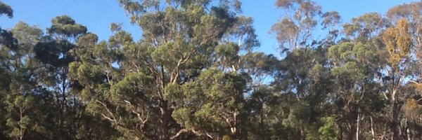 Gaellebroad Profile Banner