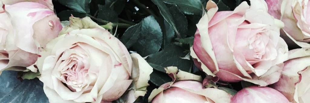 aliceecls's profile banner image