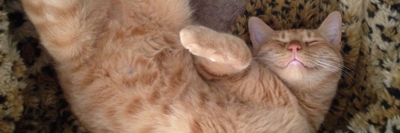 catloversonly's profile banner image