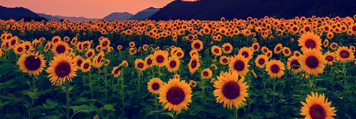 PenapaNP's profile banner image