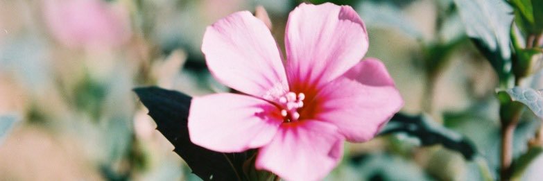 S banner