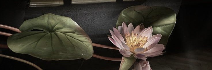 enamif's profile banner image