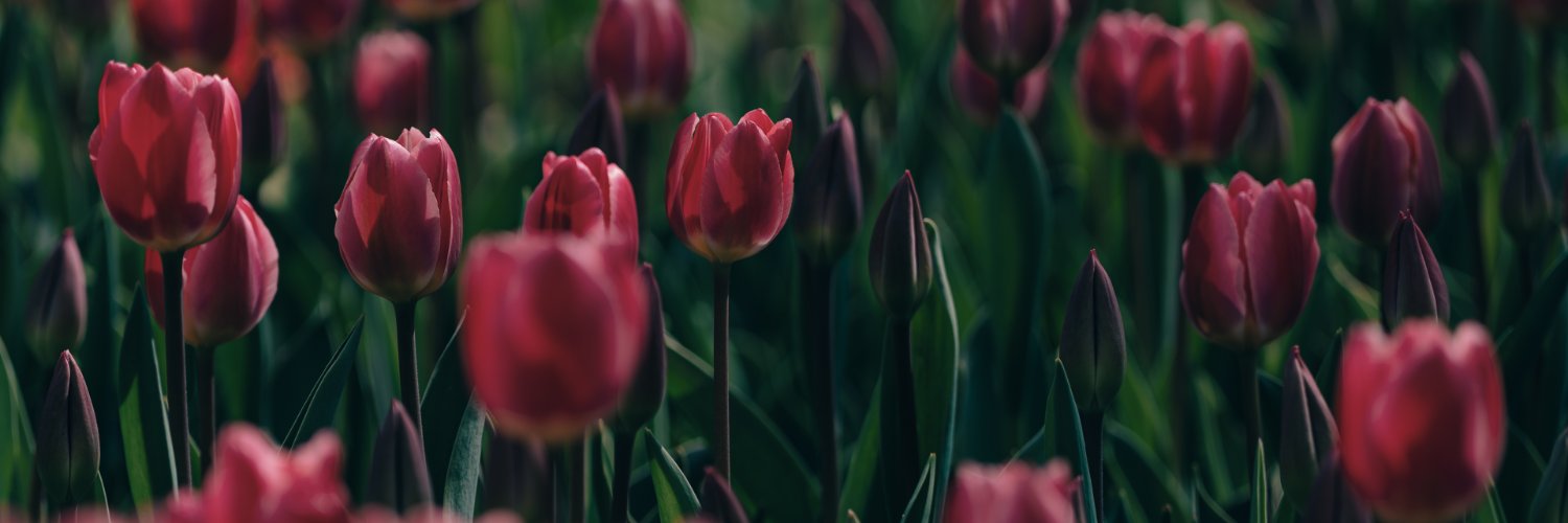 timeofmirth's profile banner image