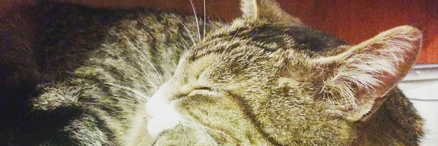 crazypauli's profile banner image