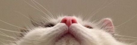 geraniacea's profile banner image