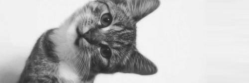 nadia_vidya's profile banner image
